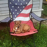 Zero joined the competition — help win amazing prizes! dog, small_dog, brown_dog, folding_chair, american_flag, patriotic, backyard, grass, lawn, house_siding, pet, collar, paws, relaxed, sitting, outdoor, metal_frame, summer, resting, cute