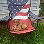 dog, small_dog, brown_dog, folding_chair, american_flag, patriotic, backyard, grass, lawn, house_siding, pet, collar, paws, relaxed, sitting, outdoor, metal_frame, summer, resting, cute