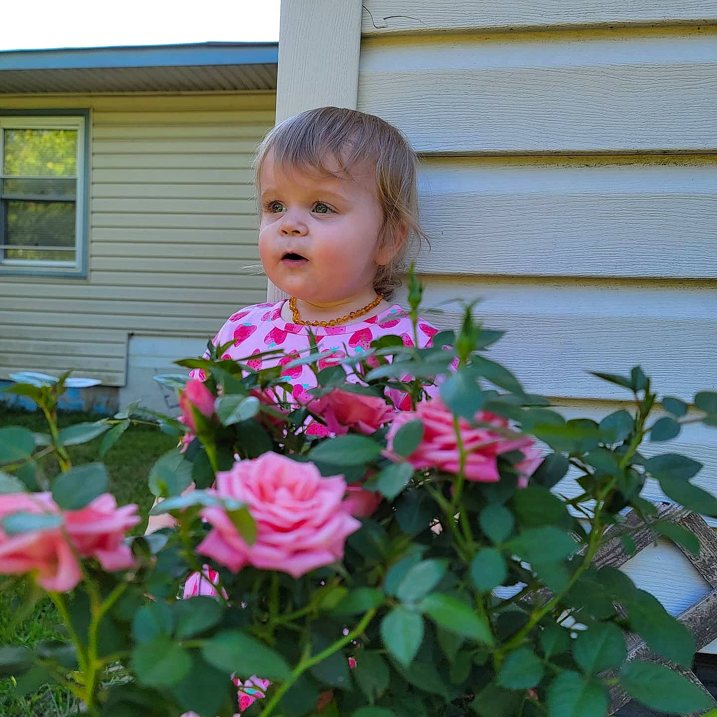 Luciana joined the competition — help win amazing prizes! annual_plant, building, floribunda, flower, flowering_plant, garden, garden_roses, grass, groundcover, house, hybrid_tea_rose, person, petal, pink, plant, rose, rose_family, rose_order, shrub, toddler