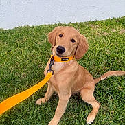 Candy is registered to the contest to win money with this photo: dog, puppy, golden_retriever, pet, animal, sitting, grass, lawn, outdoor, leash, collar, orange, golden_fur, floppy_ears, cute, portrait, head_tilt, 庭園, backyard, playful