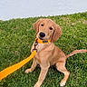 dog, puppy, golden_retriever, pet, animal, sitting, grass, lawn, outdoor, leash, collar, orange, golden_fur, floppy_ears, cute, portrait, head_tilt, 庭園, backyard, playful