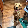 Candy is registered to the contest to win money with this photo: dog, golden_retriever, puppy, pet, sitting, smiling, open_mouth, pink_tongue, collar, indoors, home, kitchen, wooden_floor, furniture, cabinet, table, mat, household_items, portrait, happy