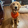 Candy is registered to the contest to win money with this photo: dog, golden_retriever, pet, orange_sweater, sweater, sitting, smiling, portrait, indoors, hardwood_floor, living_room, furniture, couch, home, collar, dog_tag, floppy_ears, golden_fur, cute, photography