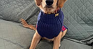 Candy joined the competition — help win amazing prizes! dog, golden_retriever, puppy, pet, animal, portrait, sitting, sweater, clothing, collar, indoors, living_room, couch, quilt, furniture, home, kitchen, wooden_cabinets, portrait_photography, cute