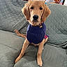 dog, golden_retriever, puppy, pet, animal, portrait, sitting, sweater, clothing, collar, indoors, living_room, couch, quilt, furniture, home, kitchen, wooden_cabinets, portrait_photography, cute