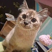 Crow joined the competition — help win amazing prizes! animal, background, cat, closeup, cluttered, cozy, curious, cute, domestic, ears, eyes, face, furniture, fuzzy, green_surface, indoor, pet, pink_object, soft_light, whiskers