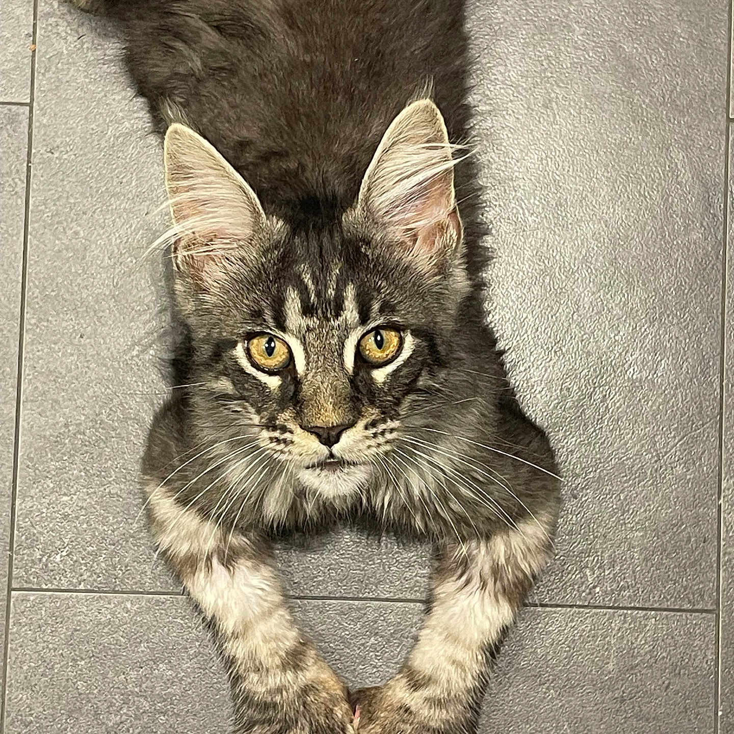 Aston participe au concours pour gagner de l'argent avec cette photo : animal, cat, close_up, cute, domestic_cat, ears, feline, floor, fur, indoor, laying_down, looking_up, mammal, paws, pet, portrait, tabby, tile, whiskers, yellow_eyes