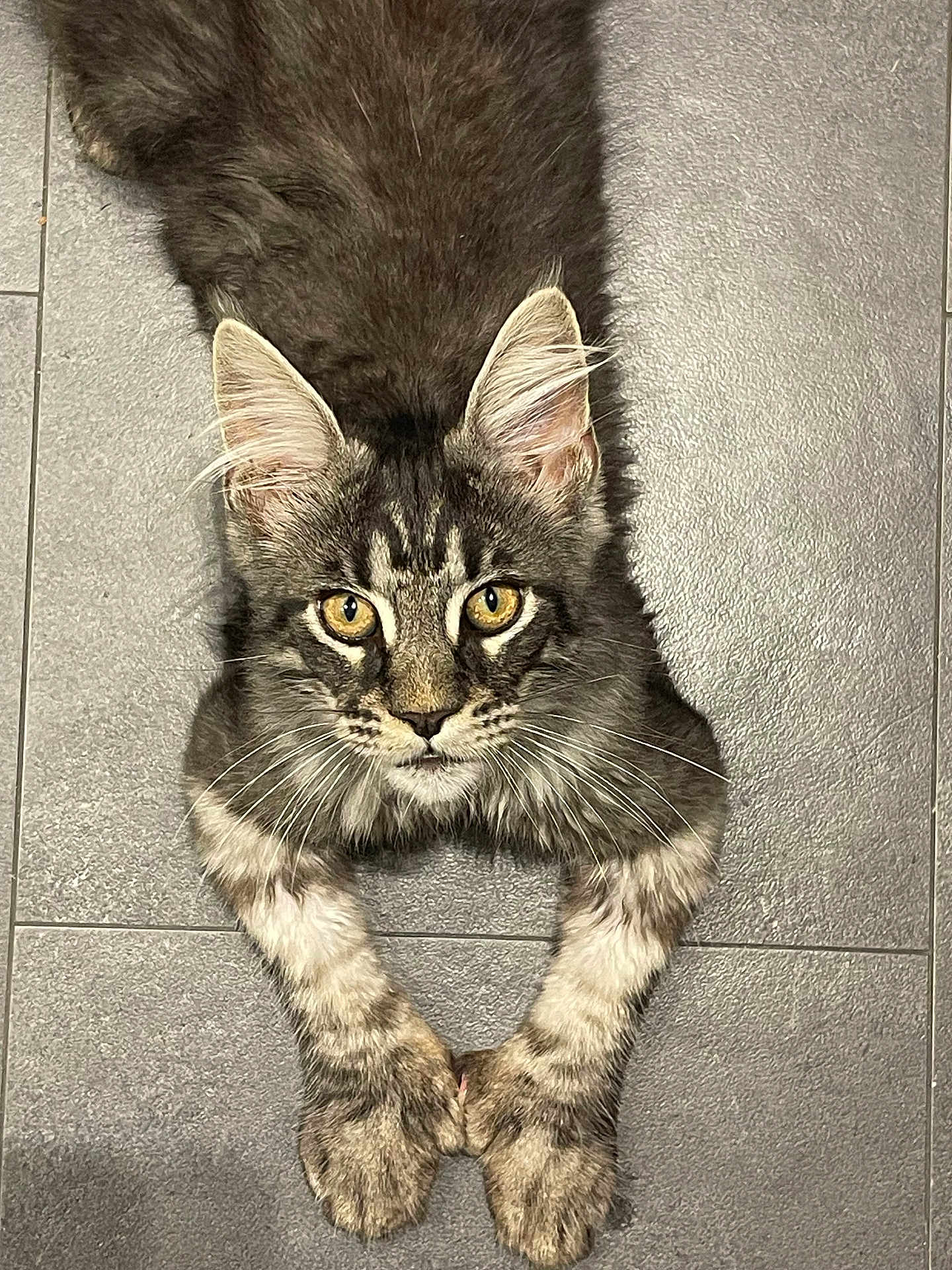 Aston participe au concours pour gagner de l'argent avec cette photo : cat, tabby, animal, pet, feline, yellow_eyes, fur, whiskers, ears, paws, floor, tile, looking_up, laying_down, indoor, close_up, portrait, cute, domestic_cat, mammal