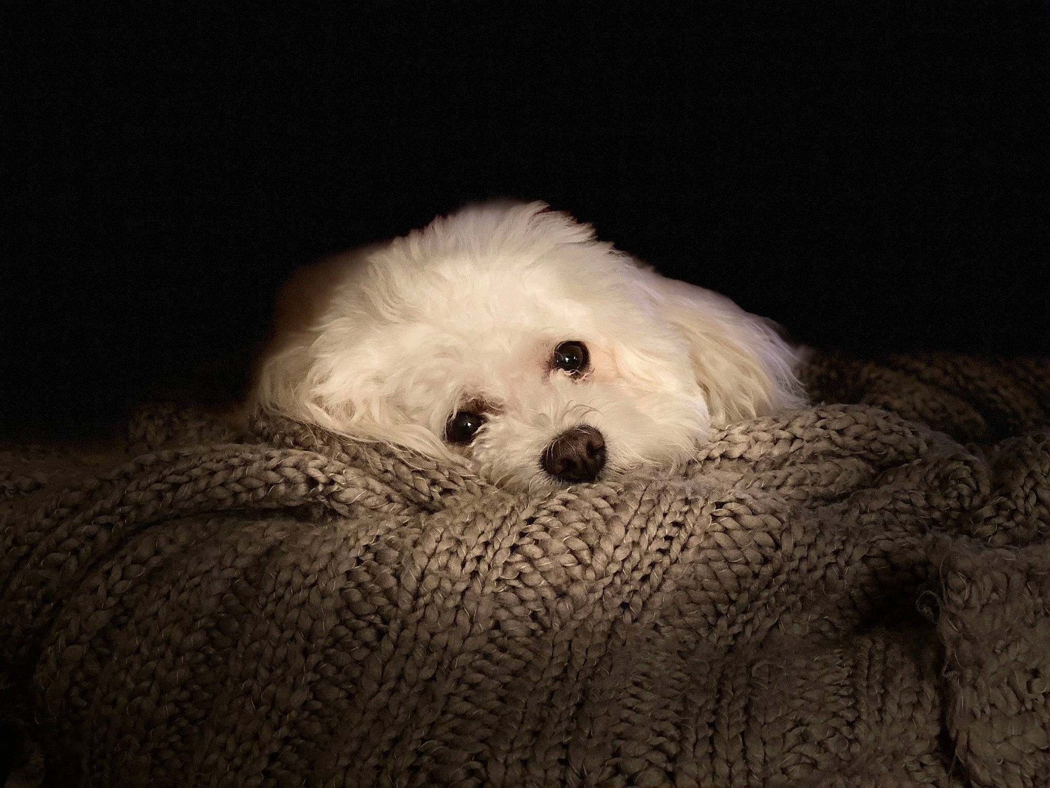 Benji joined the competition — help win amazing prizes! bichon, bichon_frise, bolognese, canidae, carnivore, companion_dog, coton_de_tulear, dog, dog_breed, fur, havanese, maltepoo, maltese, mammal, non_sporting_group, puppy, snout, toy_dog, toy_poodle, vertebrate