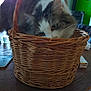 Calie participe au concours pour gagner de l'argent avec cette photo : animal, basket, cat, closeup, cozy, curious, domestic, feline, framed_pictures, fur, green_wall, household, indoor, pet, playful, snug, tabletop, whiskers, wooden_table, woven