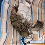 Calie a rejoint le concours — aidez-le/la à gagner de superbes lots ! animal, cat, comfort, cozy, cute, domestic, feline, fluffy, furry, home, indoor, nap, pet, relaxed, resting, sleeping, striped_blanket, tail, tiled_floor, wooden_surface