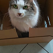 Calie a rejoint le concours — aidez-le/la à gagner de superbes lots ! animal, blue, brown_fur, cardboard_box, cat, close_up, container, curious, domestic_cat, feline, fluffy_fur, green_eyes, home, indoor, pet, sitting, tile_floor, toy, whiskers, white_fur