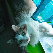 Calie a rejoint le concours — aidez-le/la à gagner de superbes lots ! cat, green_eyes, fluffy_fur, curtains, window, indoor, pet, animal, relaxed, whiskers, fur, light, shadow, face, ears, floor, tile, green_surface, closeup, curious