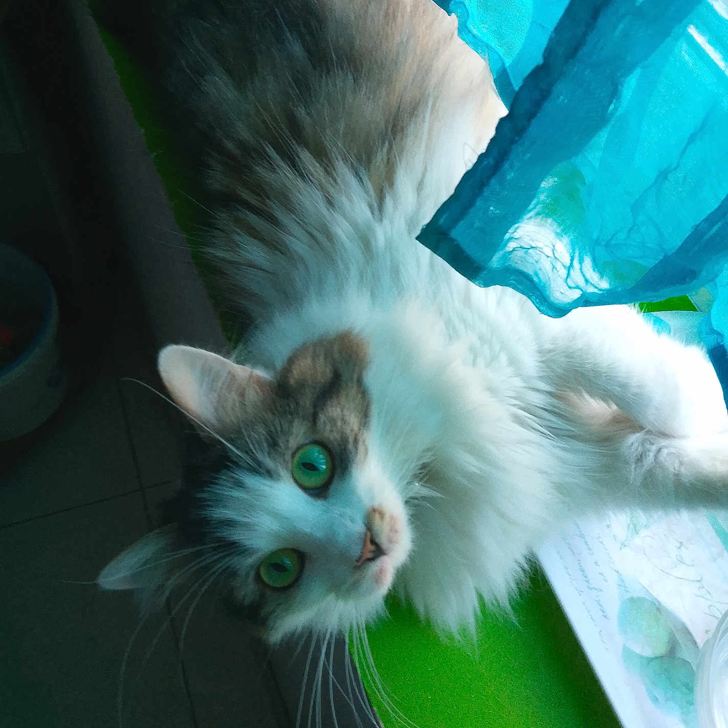 Calie a rejoint le concours — aidez-le/la à gagner de superbes lots ! animal, cat, closeup, curious, curtains, ears, face, floor, fluffy_fur, fur, green_eyes, green_surface, indoor, light, pet, relaxed, shadow, tile, whiskers, window