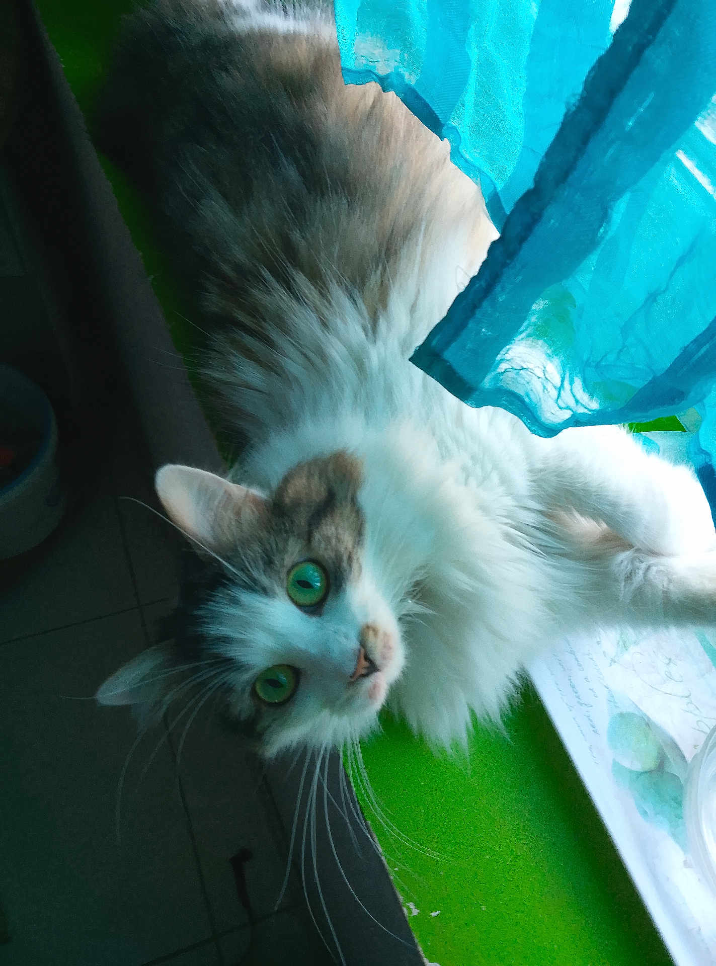 Calie a rejoint le concours — aidez-le/la à gagner de superbes lots ! cat, green_eyes, fluffy_fur, curtains, window, indoor, pet, animal, relaxed, whiskers, fur, light, shadow, face, ears, floor, tile, green_surface, closeup, curious