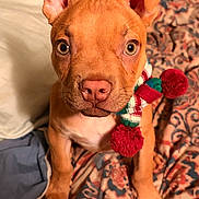 Scrappy joined the competition — help win amazing prizes! dog, puppy, pet, portrait, close_up, bed, blanket, bedding, scarf, pom_pom, toy, ears, eyes, nose, fur, whiskers, paws, indoor, looking_at_camera, cute