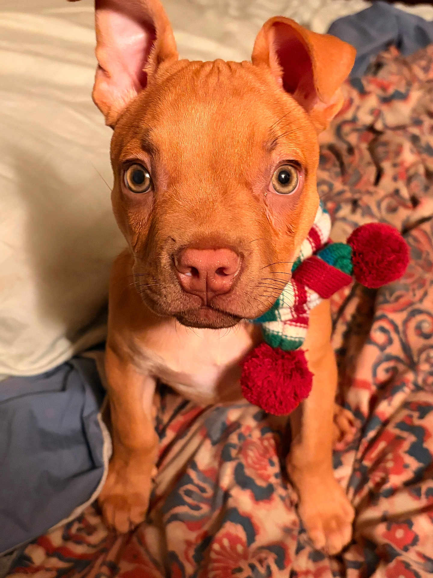 Scrappy joined the competition — help win amazing prizes! dog, puppy, pet, portrait, close_up, bed, blanket, bedding, scarf, pom_pom, toy, ears, eyes, nose, fur, whiskers, paws, indoor, looking_at_camera, cute