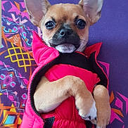 Oxane a rejoint le concours — aidez-le/la à gagner de superbes lots ! ancient_dog_breeds, canidae, carnivore, chihuahua, companion_dog, dog, dog_breed, dog_clothes, ear, fawn, mammal, pink, puppy, russkiy_toy, snout, toy_dog, vertebrate
