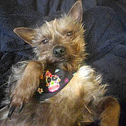 Cocco is registered to the contest to win money with this photo: animal, bandana, brown_fur, casual, closeup, cozy, cute, dog, ears, expression, fur, indoor, lying_down, nose, paw, pet, portrait, relaxed, small_dog, whiskers