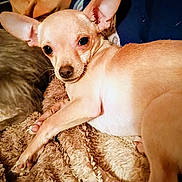 Mr.puffers joined the competition — help win amazing prizes! animal, blanket, chihuahua, closeup, companion, cozy, cute, dog, domestic, ears, fur, indoor, lying_down, paw, pet, portrait, resting, sleepy, small_dog, tan