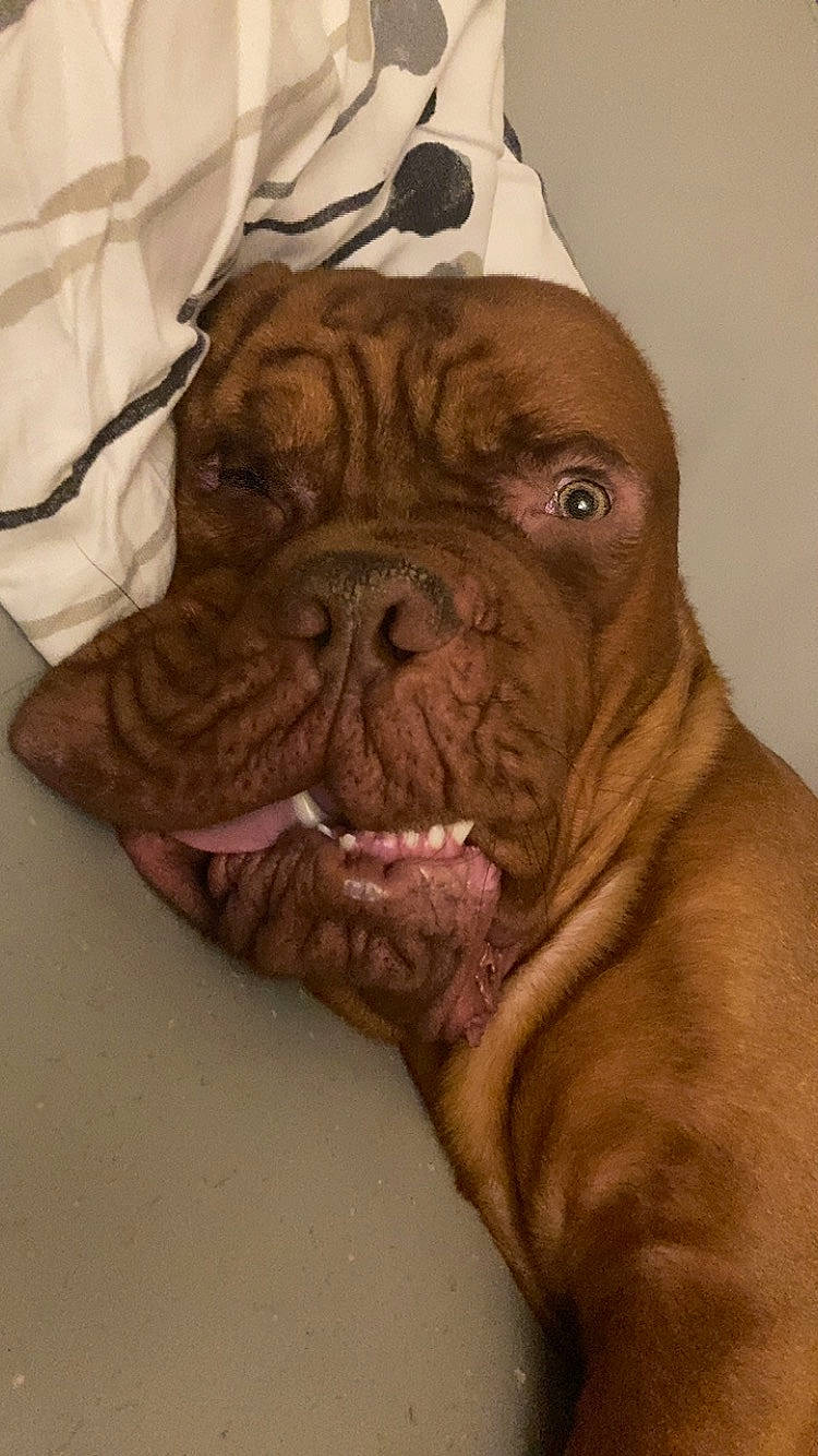 Bouba participe au concours pour gagner de l'argent avec cette photo : art, bulldog, canidae, carnivore, comfort, companion_dog, dog, dog_breed, fawn, illustration, jaw, liver, ori_pei, painting, snout, sporting_group, terrestrial_animal, whiskers, working_animal, wrinkle