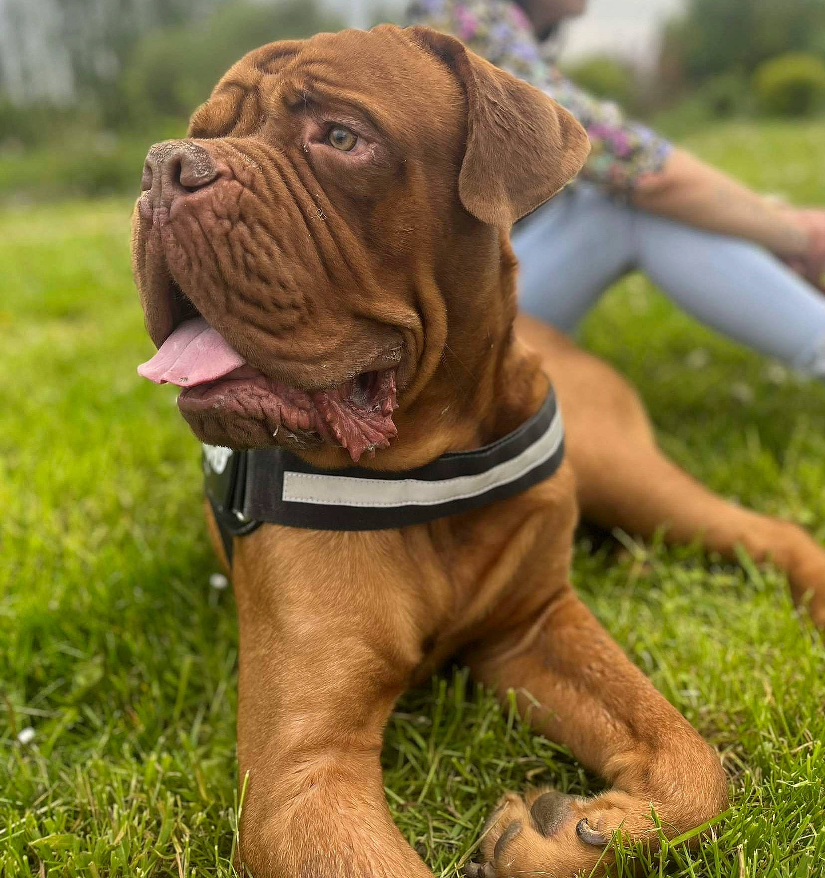 Bouba participe au concours pour gagner de l'argent avec cette photo : ancient_dog_breeds, bulldog, carnivore, collar, companion_dog, dog, dog_breed, dog_collar, fawn, grass, liver, non_sporting_group, plant, snout, sporting_group, tree, working_dog, wrinkle