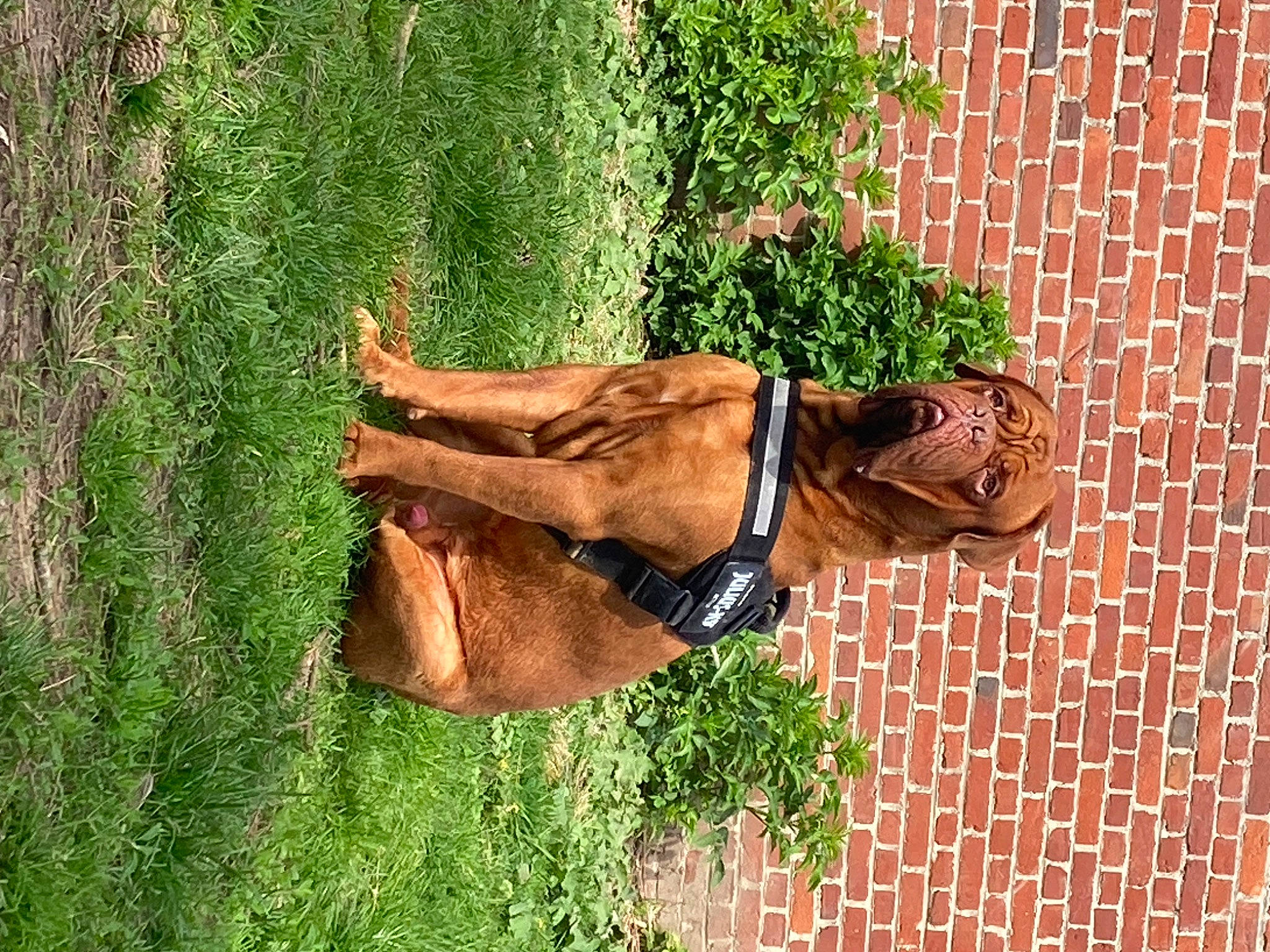 Bouba participe au concours pour gagner de l'argent avec cette photo : brick, brickwork, fashion_accessory, fawn, grass, grass_family, human_leg, leaf, liver, plant, sculpture, shadow, shrub, tail, terrestrial_animal, tints_and_shades, tree, trunk, wood, working_animal