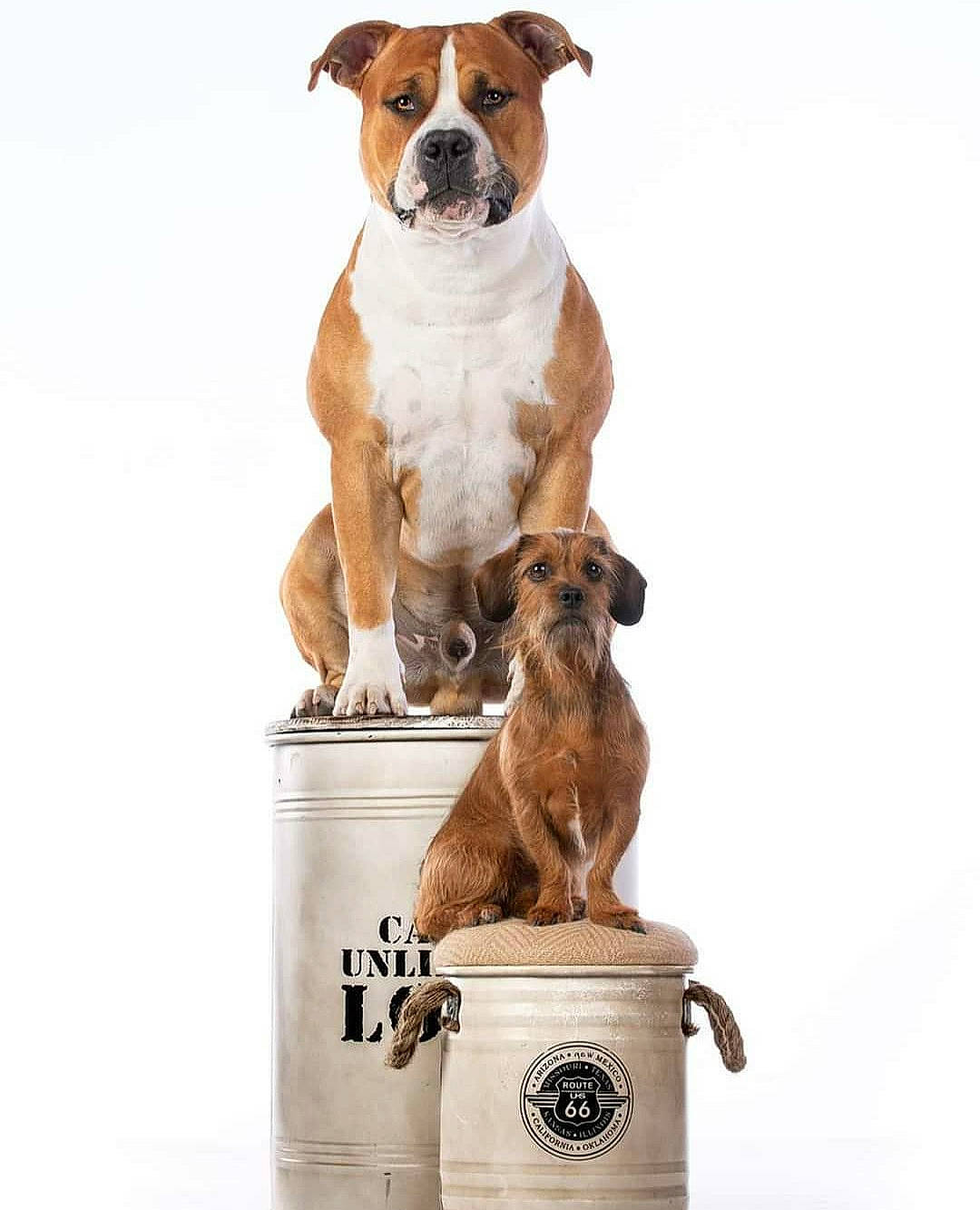 Elyon a rejoint le concours — aidez-le/la à gagner de superbes lots ! american_pit_bull_terrier, american_staffordshire_terrier, austrian_pinscher, canidae, carnivore, companion_dog, dog, dog_breed, fawn, mammal, olde_english_bulldogge, perro_de_presa_mallorquin, rare_breed_dog, vertebrate