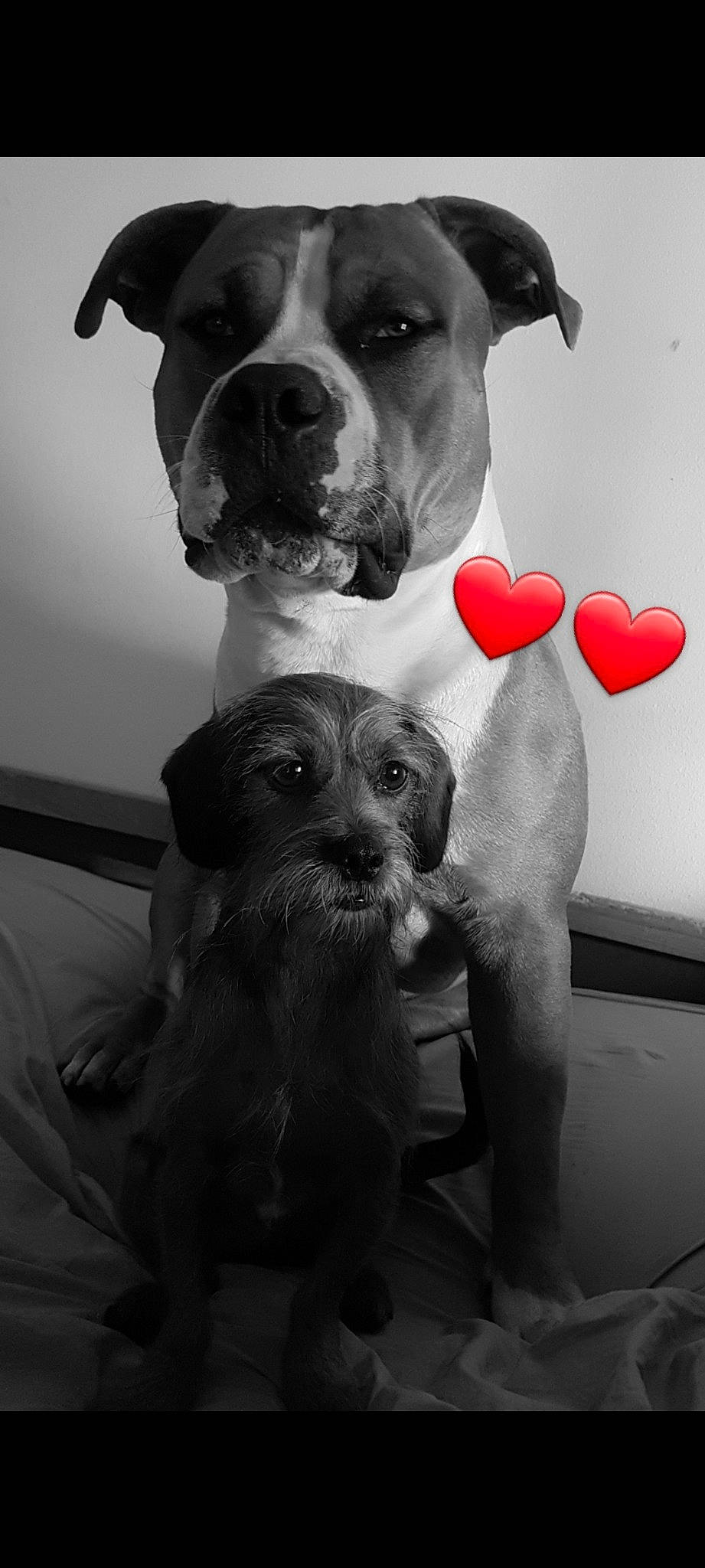 Elyon a rejoint le concours — aidez-le/la à gagner de superbes lots ! american_pit_bull_terrier, american_staffordshire_terrier, boxer, bullmastiff, cane_corso, canidae, carnivore, dog, dog_breed, great_dane, guard_dog, non_sporting_group, nose, paw, pit_bull, puppy, puppy_love, snout, sporting_group, weimaraner