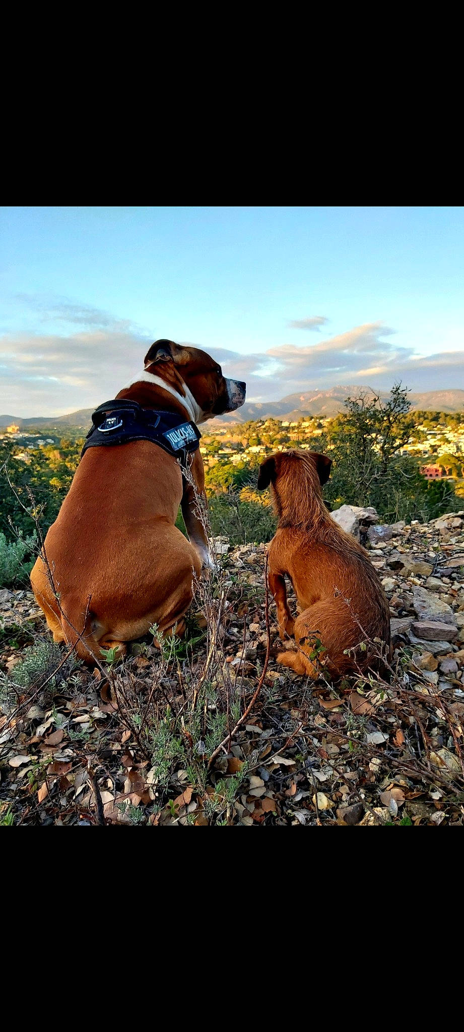 Elyon a rejoint le concours — aidez-le/la à gagner de superbes lots ! adaptation, canidae, carnivore, dachshund, dog, dog_breed, fawn, hound, liver, rhodesian_ridgeback, sporting_group, vizsla