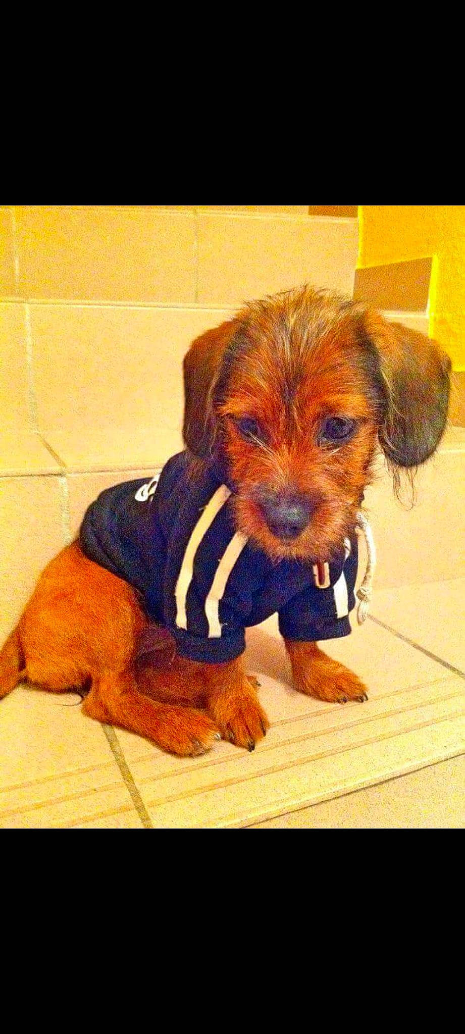 Jazzie participe au concours pour gagner de l'argent avec cette photo : australian_terrier, canidae, carnivore, companion_dog, dog, dog_breed, mammal, norfolk_terrier, puppy, puppy_love, rare_breed_dog, snout, sporting_group, terrier, vertebrate, yorkipoo, yorkshire_terrier