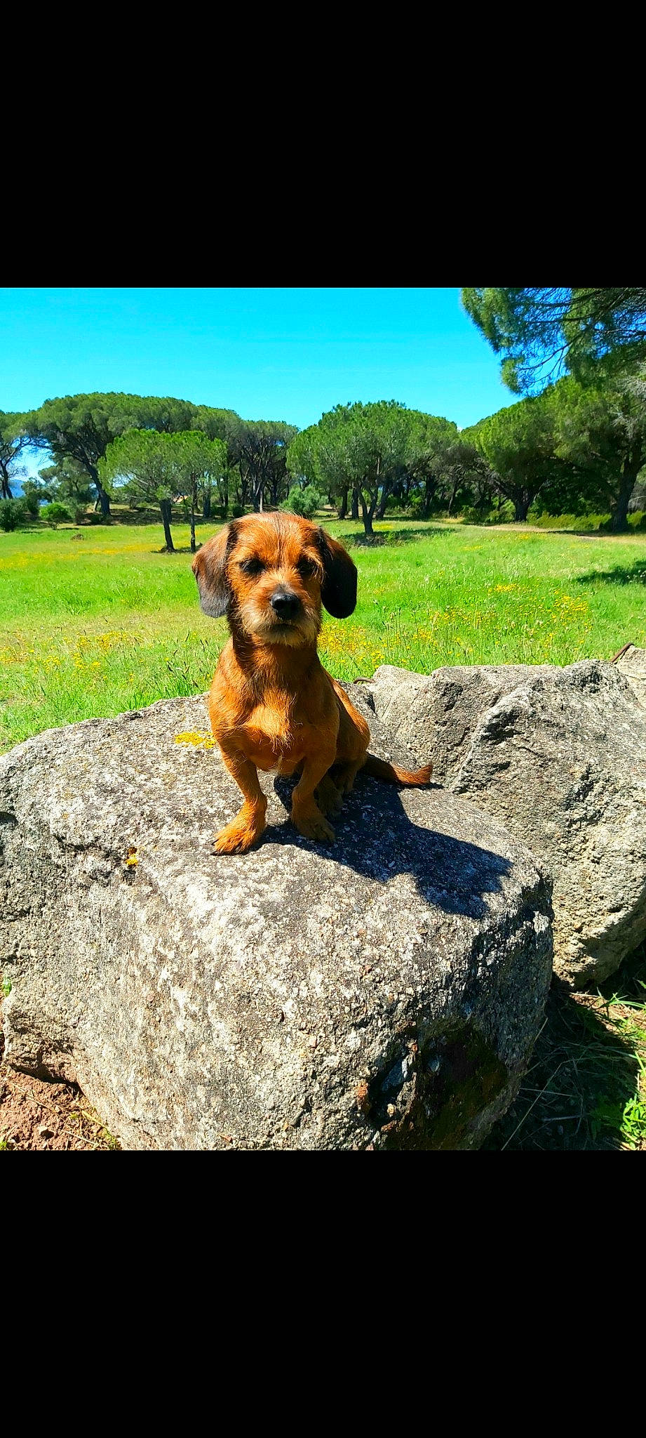 Jazzie participe au concours pour gagner de l'argent avec cette photo : broholmer, canidae, carnivore, dachshund, dog, dog_breed, fawn, hound, hunting_dog, mammal, rhodesian_ridgeback, vertebrate