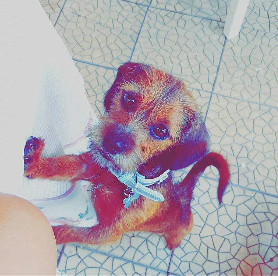 Jazzie participe au concours pour gagner de l'argent avec cette photo : art, border_terrier, canidae, carnivore, companion_dog, dog, dog_breed, drawing, illustration, morkie, norfolk_terrier, puppy, puppy_love, small_terrier, sporting_group, terrier, toy_dog, yorkshire_terrier