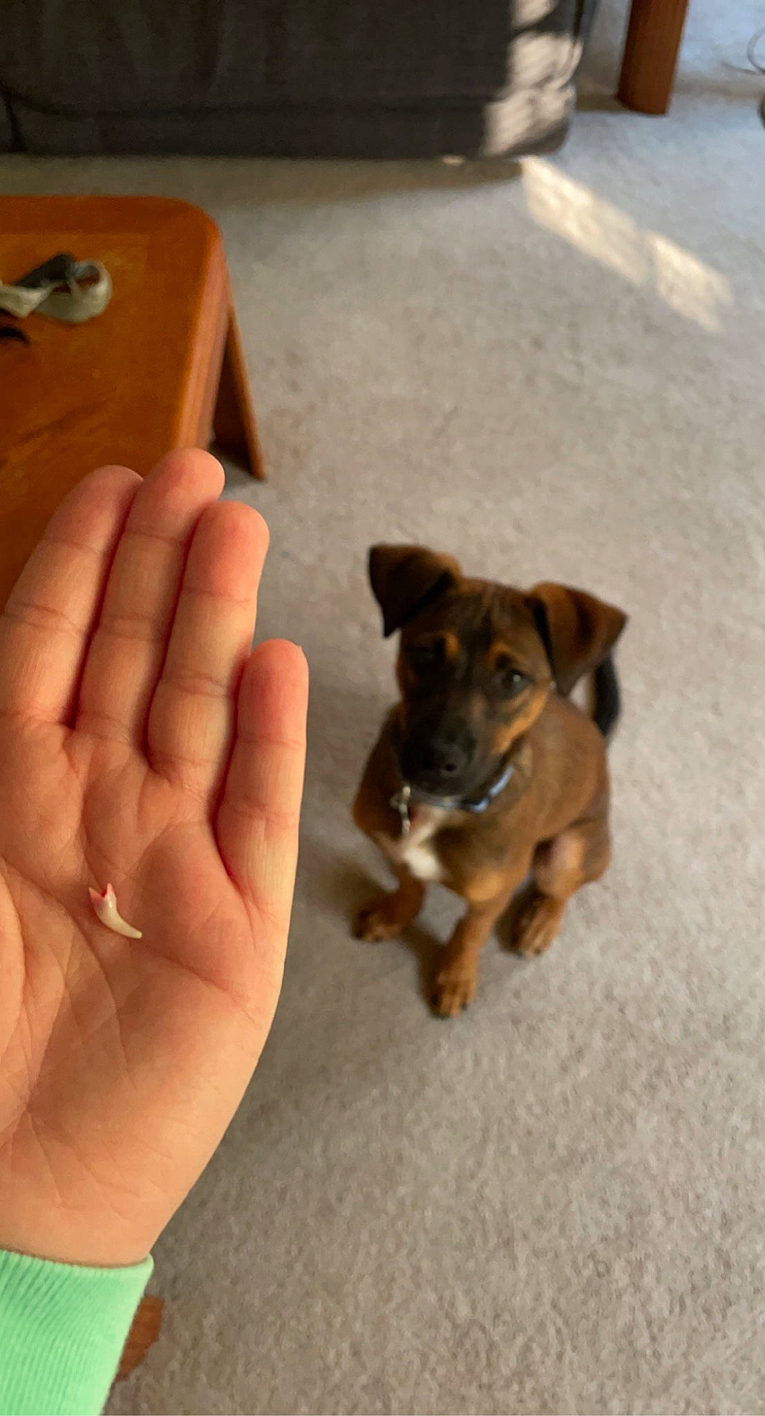 Flynn joined the competition — help win amazing prizes! canidae, carnivore, companion_dog, dog, dog_breed, finger, fur, gesture, guard_dog, nail, paw, sporting_group, tail, thumb, toy_dog, varnish, wood, working_animal, working_dog, wrist