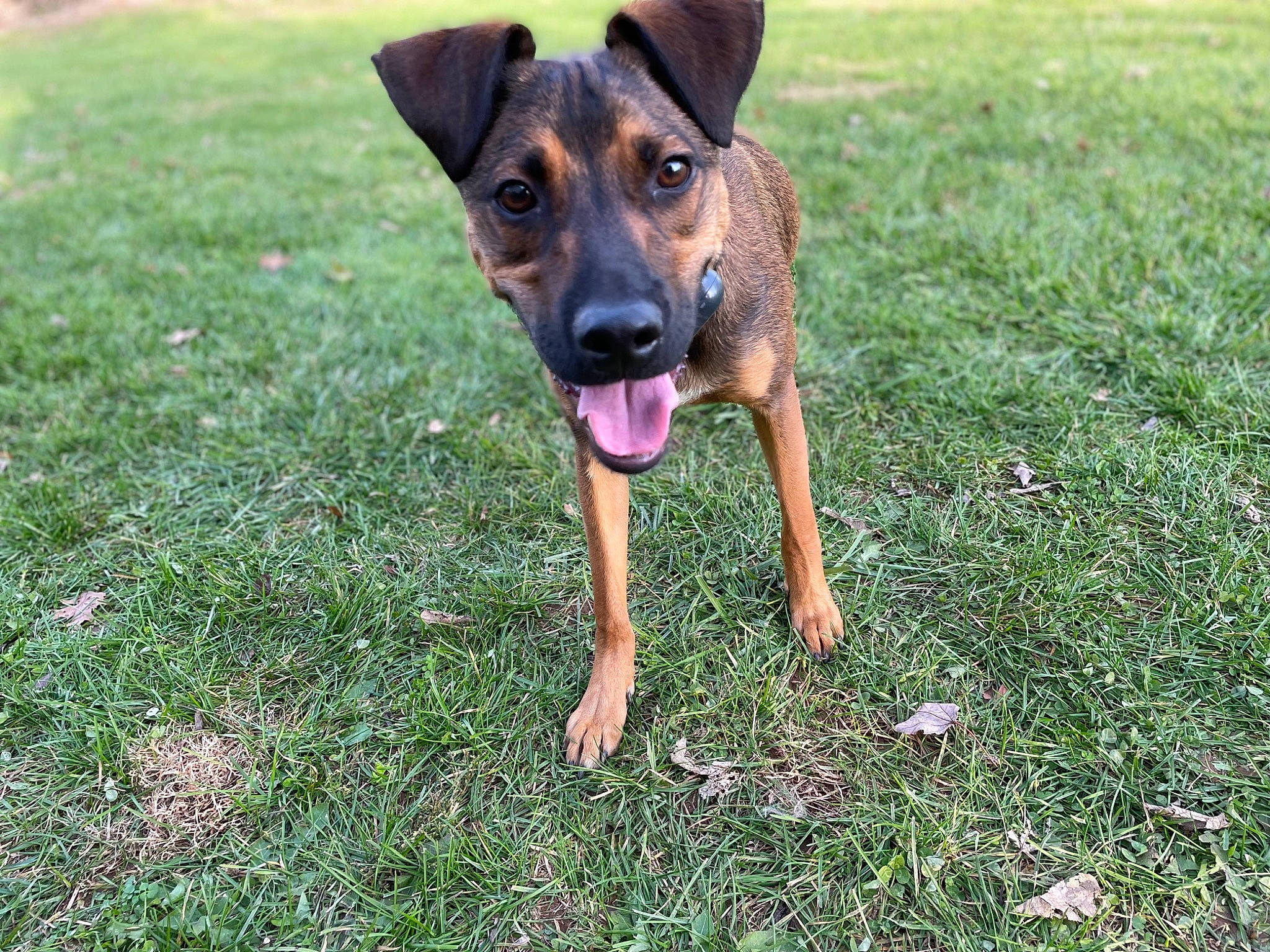 Flynn joined the competition — help win amazing prizes! canidae, carnivore, companion_dog, dog, dog_breed, grass, grassland, groundcover, guard_dog, hunting_dog, lawn, people_in_nature, pinscher, plant, sporting_group, toy_dog, working_animal, working_dog