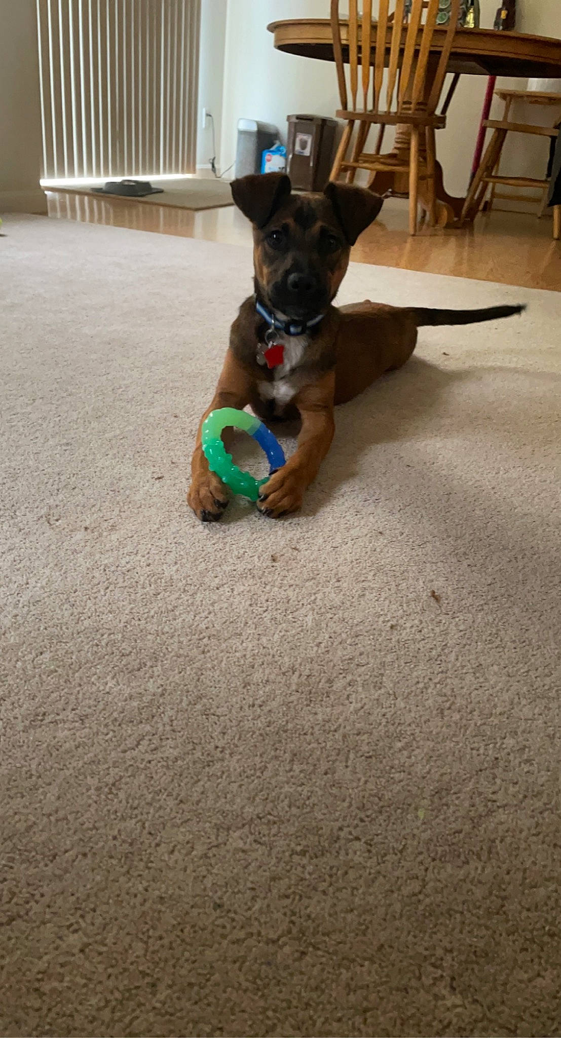 Flynn is registered to the contest to win money with this photo: carnivore, collar, companion_dog, dog, dog_breed, dog_clothes, dog_collar, dog_supply, fawn, floor, flooring, hardwood, liver, pet_supply, snout, sporting_group, tail, toy_dog, wood, working_animal