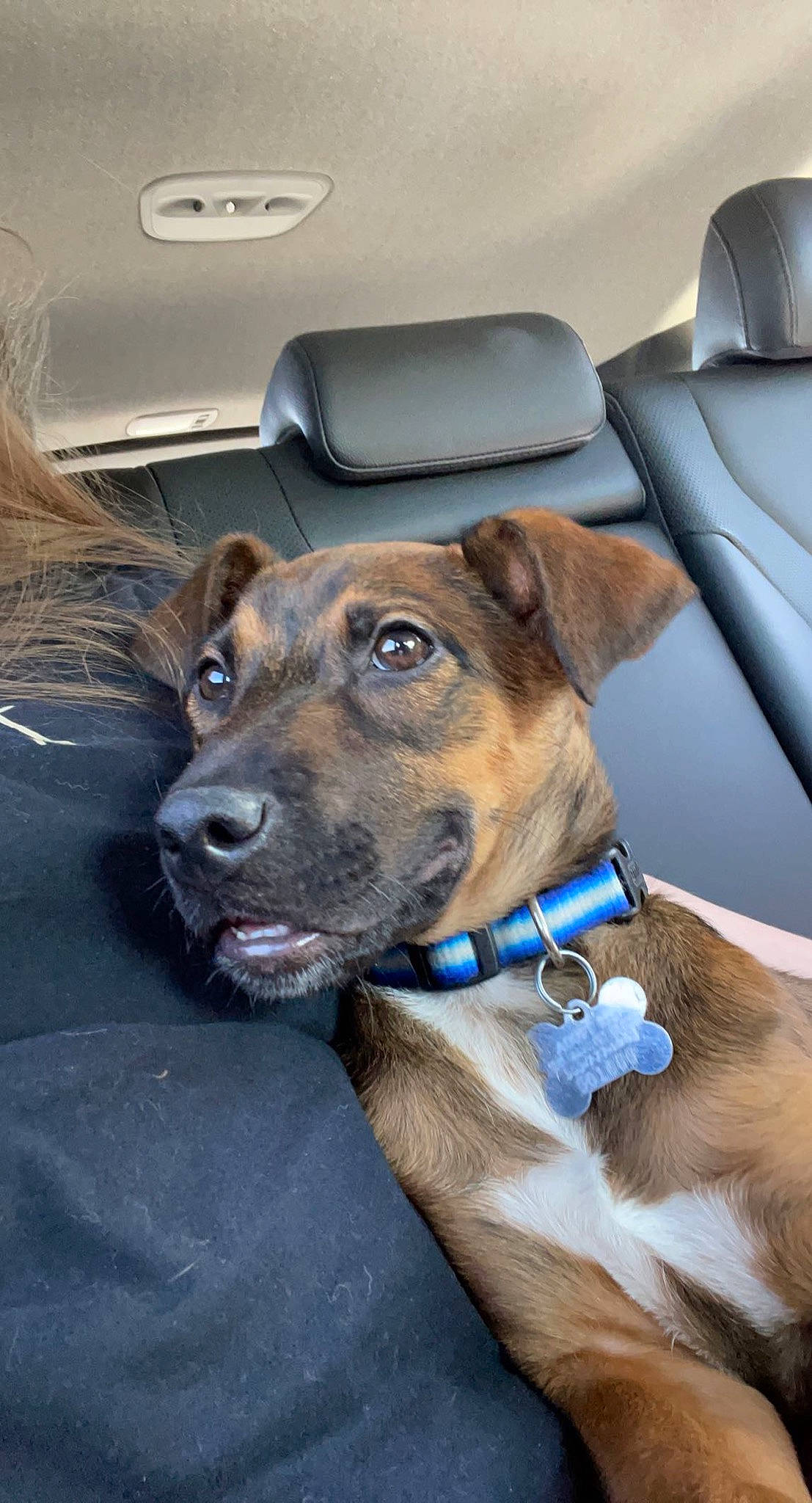 Flynn joined the competition — help win amazing prizes! auto_part, canidae, car, car_seat, carnivore, collar, companion_dog, dog, dog_breed, dog_collar, family_car, fawn, fur, leash, liver, snout, sporting_group, vehicle_door, whiskers, working_animal
