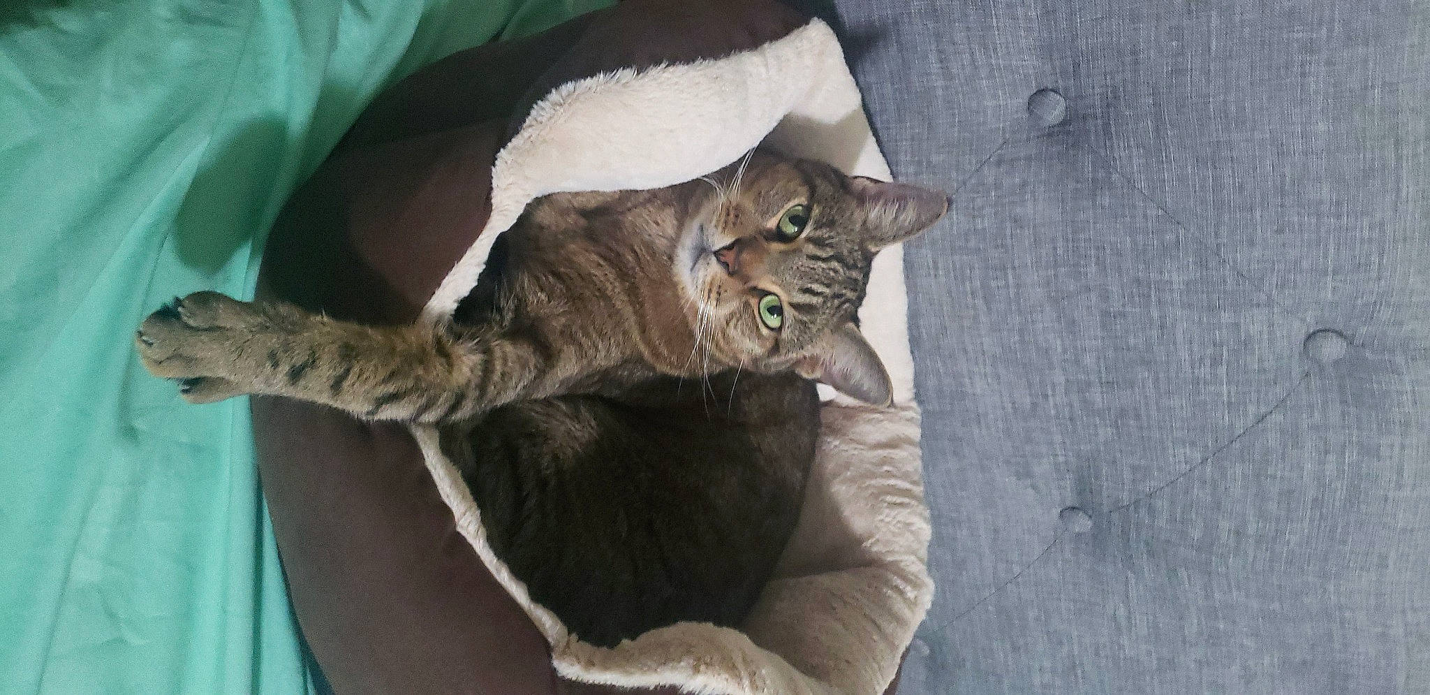 Babou is registered to the contest to win money with this photo: carnivore, cat, cat_supply, claw, comfort, domestic_short_haired_cat, fawn, felidae, fur, grey, natural_material, paw, small_to_medium_sized_cats, snout, tail, terrestrial_animal, whiskers, wood