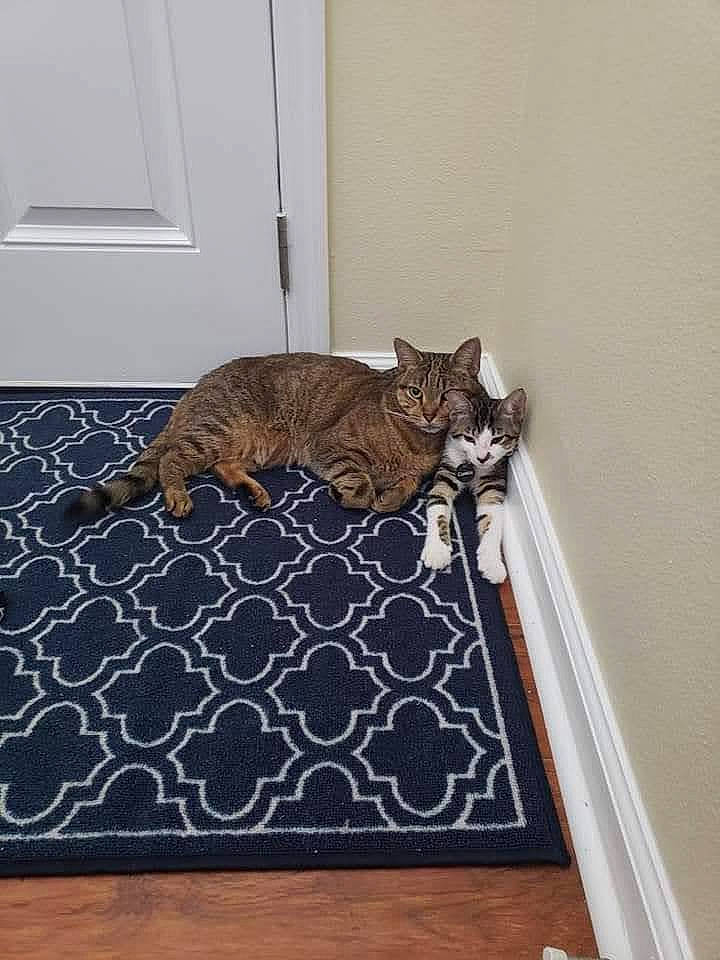 Babou joined the competition — help win amazing prizes! carnivore, carpet, cat, door, fawn, felidae, floor, flooring, grey, hardwood, laminate_flooring, pattern, prayer_rug, rug, small_to_medium_sized_cats, snout, tail, whiskers, wood, wood_flooring