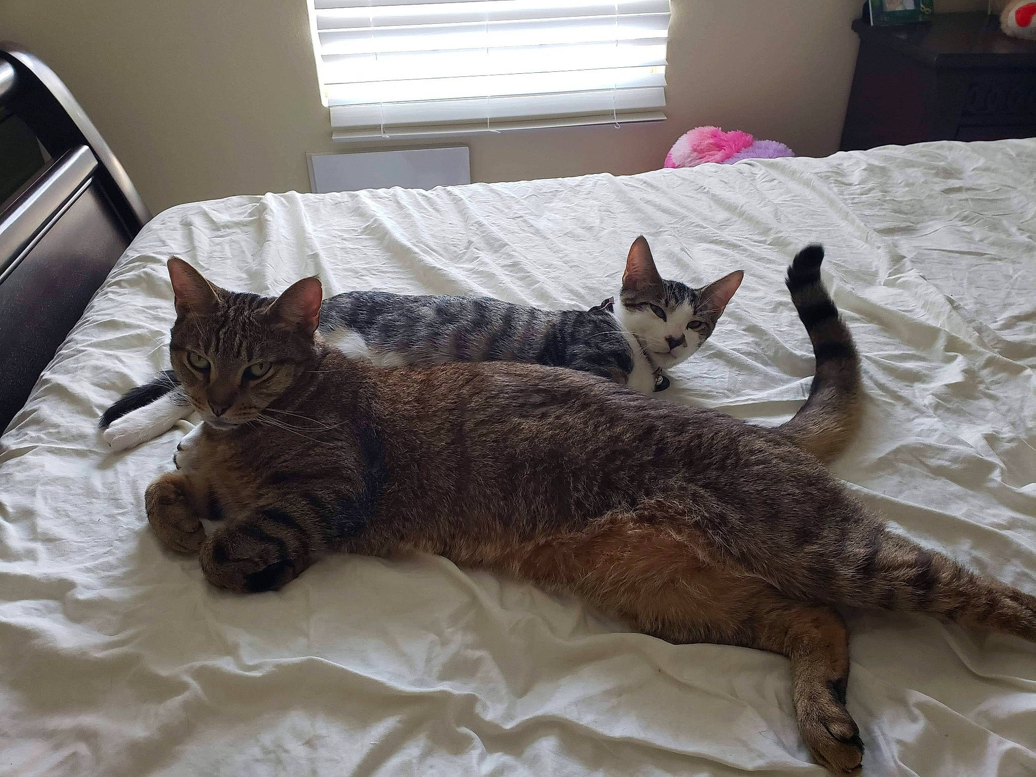 Babou joined the competition — help win amazing prizes! bed, bedding, carnivore, cat, chair, claw, comfort, couch, domestic_short_haired_cat, felidae, fur, furniture, grey, linens, nap, room, small_to_medium_sized_cats, tail, whiskers, window