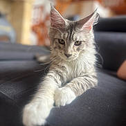 Bonzo De La Bouriane participe au concours pour gagner de l'argent avec cette photo : cat, kitten, long_hair, gray_fur, white_fur, fluffy, blue_eyes, whiskers, pointed_ears, paws, couch, indoor, portrait, close_up, relaxed, sitting, soft_lighting, shallow_depth_of_field, blurred_background, pet