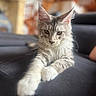 cat, kitten, long_hair, gray_fur, white_fur, fluffy, blue_eyes, whiskers, pointed_ears, paws, couch, indoor, portrait, close_up, relaxed, sitting, soft_lighting, shallow_depth_of_field, blurred_background, pet