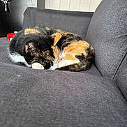 Ms.kitty is registered to the contest to win money with this photo: cat, calico, sleeping, curled_up, couch, sofa, indoor, pet, fur, whiskers, nap, cozy, upholstery, close_up, relaxed, home, furniture, paw, head, living_room