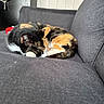 calico, cat, close_up, couch, cozy, curled_up, fur, furniture, head, home, indoor, living_room, nap, paw, pet, relaxed, sleeping, sofa, upholstery, whiskers