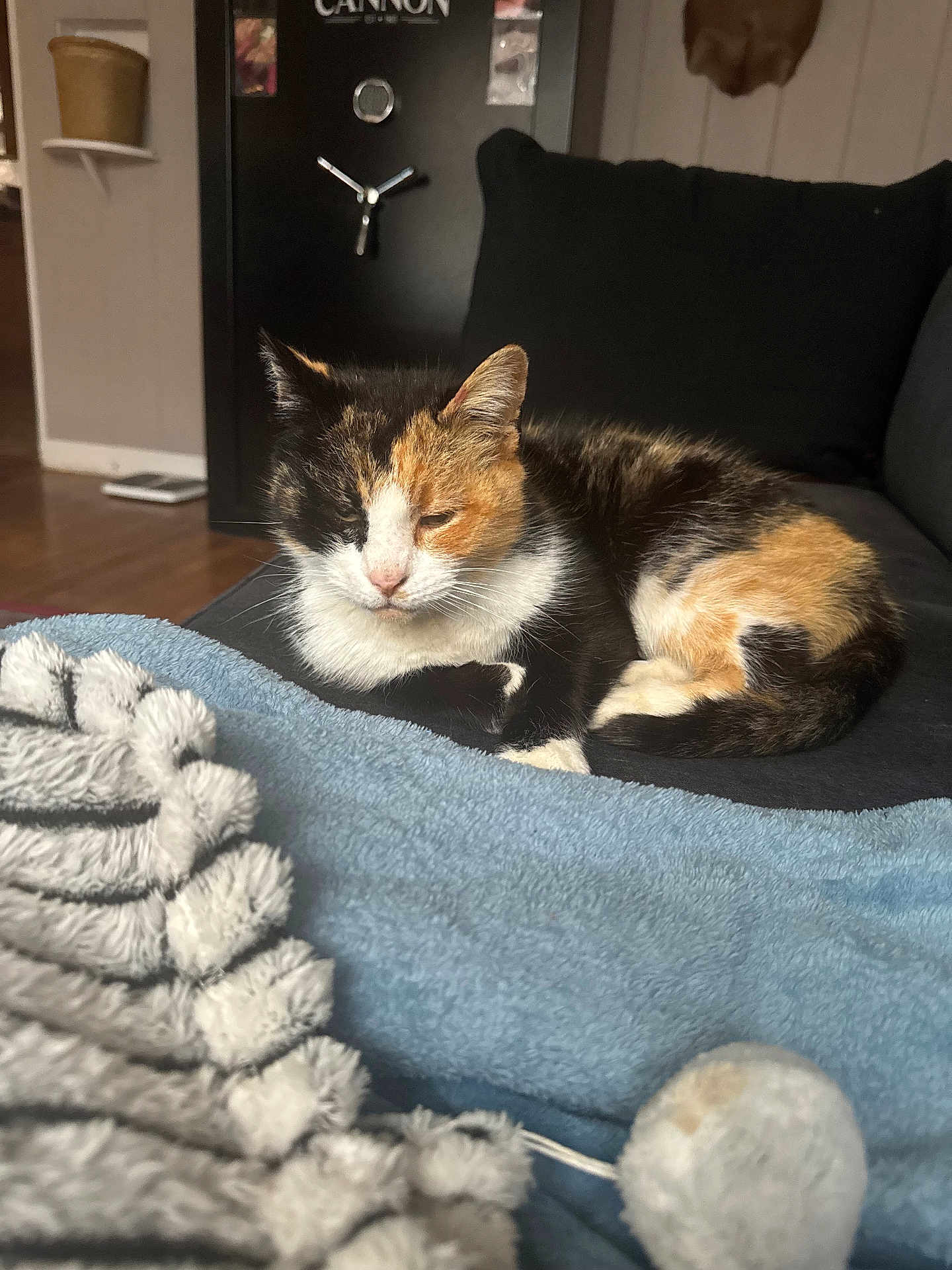 Ms.kitty joined the competition — help win amazing prizes! cat, calico_cat, pet, sleeping, blanket, sofa, couch, pillow, plush_toy, indoor, living_room, home, fur, relaxed, nap, wood_floor, black_safe, shelf, cozy, curled_up