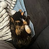 black_orange_white, blanket, calico_cat, cat, close_up, couch, cozy, domestic_animal, fur, head, home, indoor, nap, paw, pet, plush_blanket, sleeping, sofa, textured_blanket, upholstery