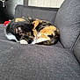 calico_cat, cat, couch, cozy, curled_up, domestic_animal, ear, front_paw, fur, gray_sofa, home_interior, indoor, nap, pet, red_toy, resting, sleeping, sofa, upholstery, whiskers