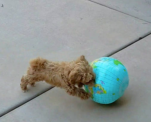 Scout joined the competition — help win amazing prizes! canidae, carnivore, companion_dog, dog, dog_breed, dog_clothes, dog_collar, dog_supply, dog_toy, fashion_accessory, fawn, pet_supply, snout, sporting_group, stuffed_toy, tail, tennis_ball, toy, toy_dog, zingiber