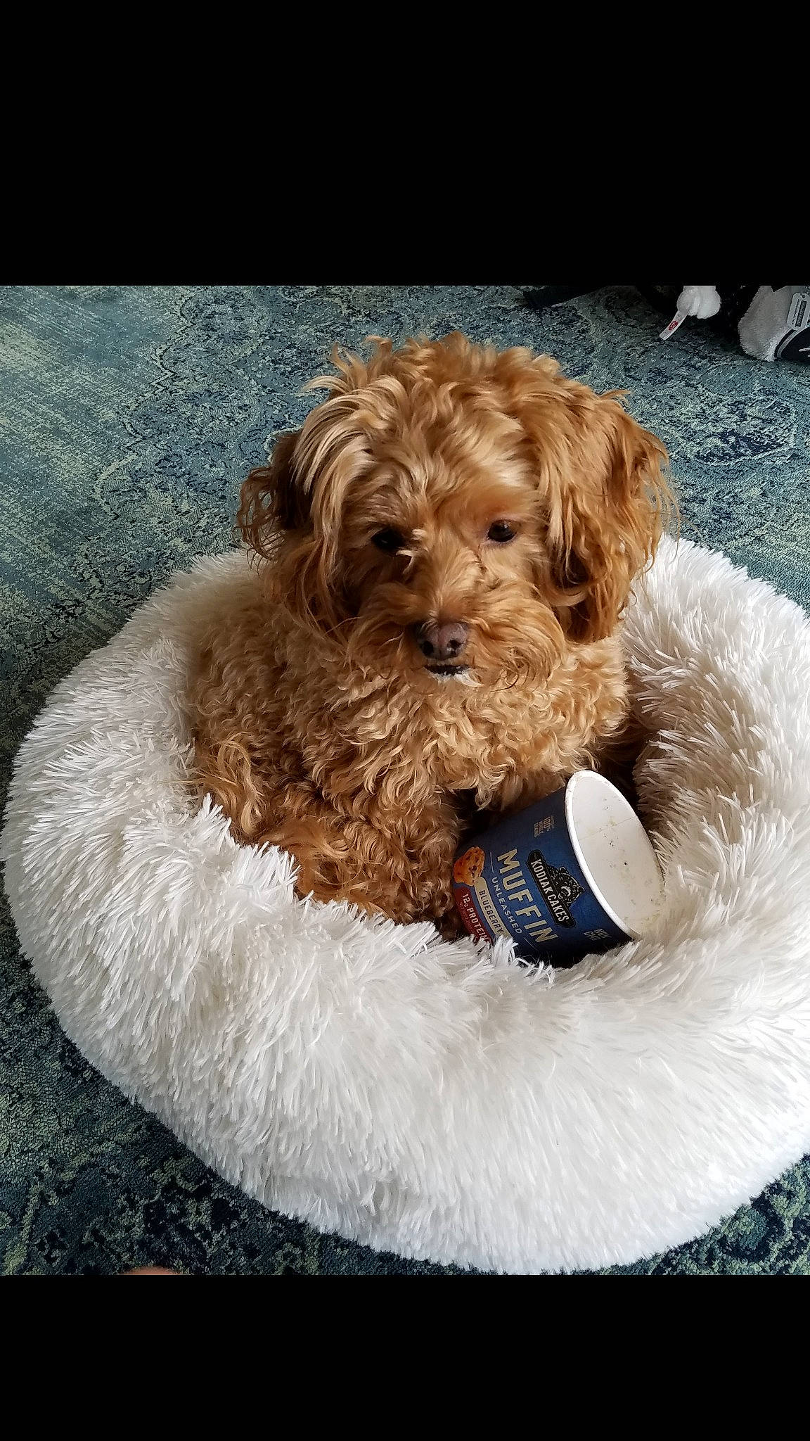Scout joined the competition — help win amazing prizes! canidae, carnivore, companion_dog, dog, dog_breed, dog_collar, dog_supply, firefighter, labradoodle, liver, maltepoo, pet_supply, puppy_love, small_terrier, sporting_group, terrier, toy, toy_dog, water_dog, working_animal
