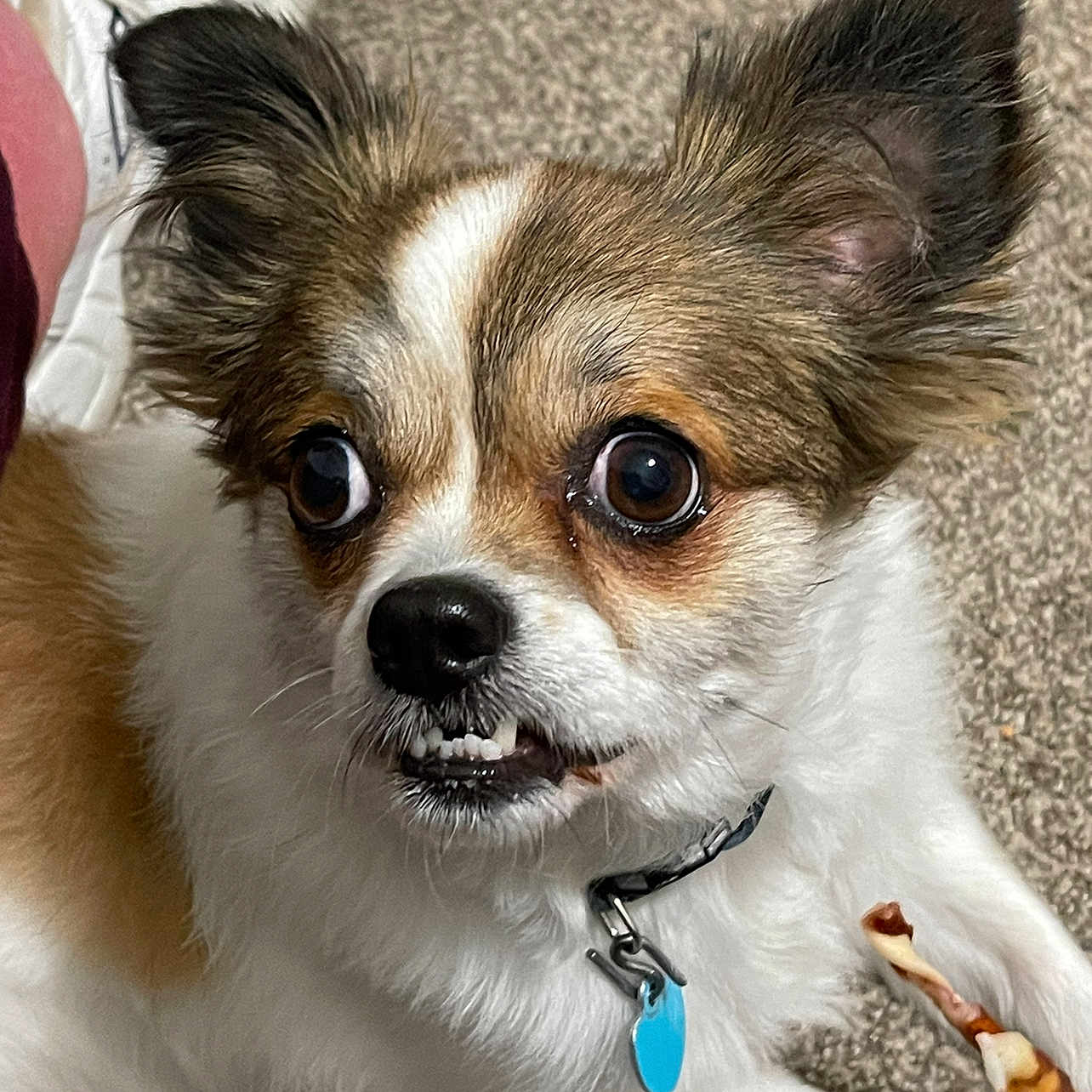 Neiko is registered to the contest to win money with this photo: animal, canine, chihuahua, cockerspaniel, dog, papillon, pet, puppy, terrier